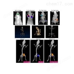 小動(dòng)物活體光學(xué)三維成像檢測技術(shù)服務(wù)